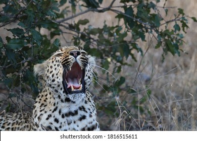 Leopard Giving A Big Yawn