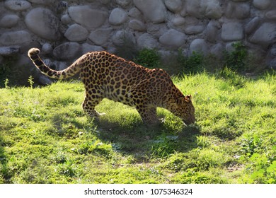 Leopard going for hunt