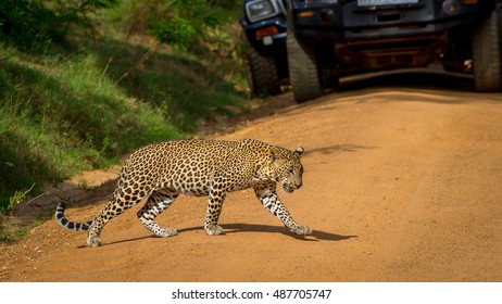 Leopard gracefully walking on the orange sandy road. Beautiful big spotted cat close-up in the wild.
