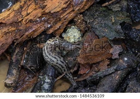 Leopard, great grey or keeled slug with eggs on wet rotting wood, Limax maximus, macro close-up detail