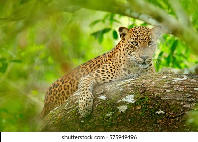 Leopard in green vegetation. Hidden Sri Lankan leopard, Panthera pardus kotiya, Big spotted wild cat lying on the tree in the nature habitat, Yala national park, Sri Lanka. Widlife scene from nature.