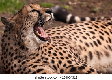 Leopard Growling