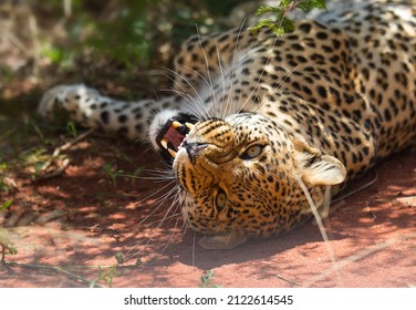 Leopard Growls In The Wild