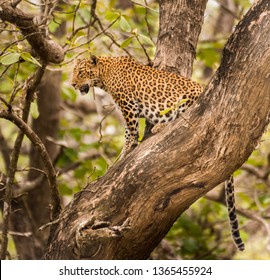 leopard habitat shot