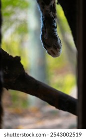 Leopard hanging and resting in a tree