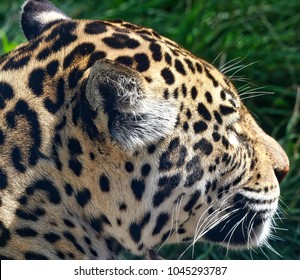 Leopard head closeup