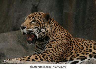 Leopard At Houston Zoo