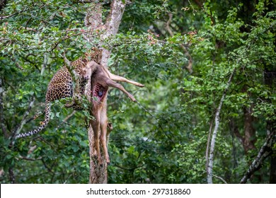 Leopard With A Hunt