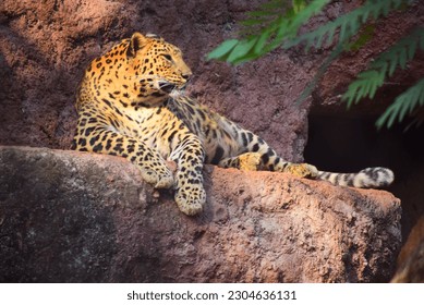 A LEOPARD FROM Indira Gandhi Zoological Park Vizag - Shutterstock ID 2304636131