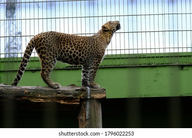 A leopard is inside a cage and looking up for freedom 