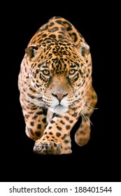 Leopard Isolated Jaguar Wild Attack Animal Panther Angry Hunting Isolated On Black Deadly Jaguar Wild Beast Running Toward The Camera With His Ferocious Look Pointing The Photographer Leopard Isolated