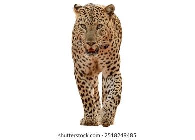Leopard isolated on white background.