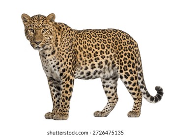 Leopard isolated on white background.