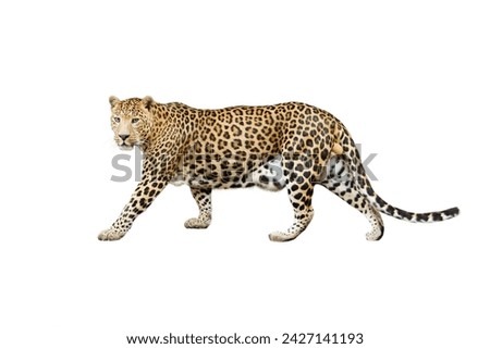 leopard isolated on white background