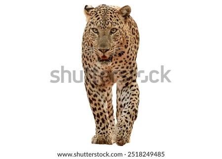 Leopard isolated on white background.