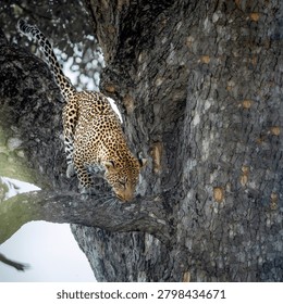 Leopard jumping down tree trunk in Greater Kruger National park, South Africa ; Specie Panthera pardus family of Felidae