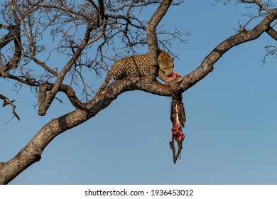 Leopard with kill on the tree