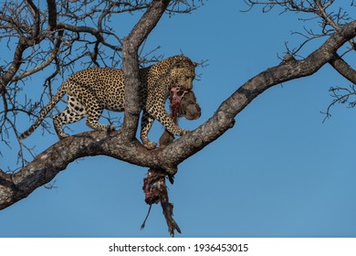 Leopard with kill on the tree