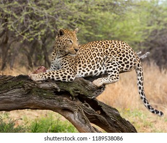 Leopard with kill on tree branch, Namibia, West Africa