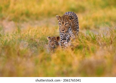 Leopard kitten baby, hidden nice orange grass. Leopard cub with mother walk. Big wild cat in the nature habitat, sunny day on the savannah, Khwai river. Wildlife nature, Botswana wildlife.   