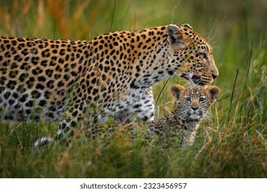 Leopard kitten baby, hidden nice orange grass. Leopard cub with mother walk. Big wild cat in the nature habitat, sunny day on the savannah, Khwai river. Wildlife ;nature, Botswana wildlife.    - Powered by Shutterstock