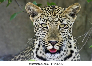 Leopard In Kruger National Park South Africa