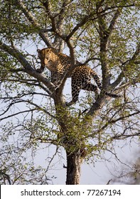 Leopard - Kruger National Park, South Africa