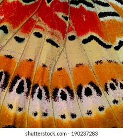 Leopard Lacewing Butterfly Wing Skin In Close Up Of Its Texture