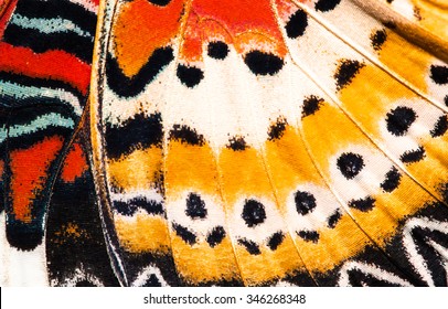 Leopard Lacewing Butterfly Wing Texture Background