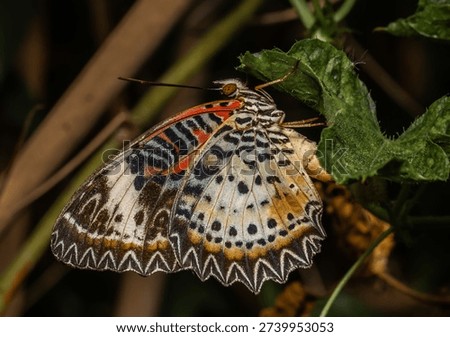 Leopard Lacewing Its distinctive feature is the notched wing edges. The upper wings of the male are orange-brown and the female are grey-brown.