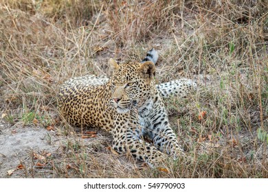 Leopard laying in the grass in the Kruger National Park, South Africa. - Shutterstock ID 549790903