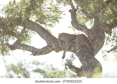 leopard lazing in the tree