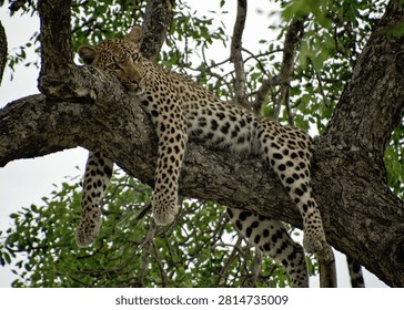 Leopard lazing in a tree