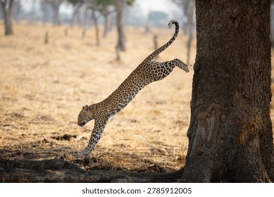 A leopard leaps powerfully from a tree trunk in full stretch at South Luangwa National Park, Zambia, capturing a breathtaking moment of raw speed and agility in the African wilderness.