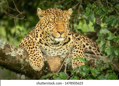 Leopard Lies On Branch With Eyes Closed