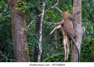 Leopard Lifting Its Kill