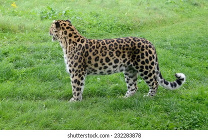 Leopard Looking Away Full Length Showing Stock Photo 232283878 