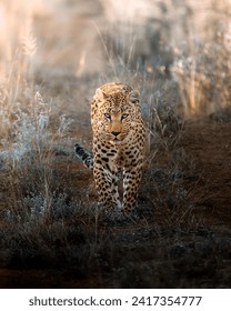 A leopard Looking At Camera In Namibia 