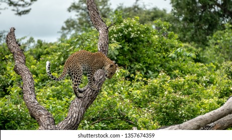 Leopard looking down from Branch - Shutterstock ID 1357674359