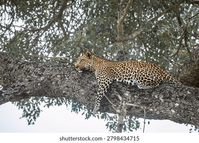 Leopard lying down on a tree trunk in Greater Kruger National park, South Africa ; Specie Panthera pardus family of Felidae