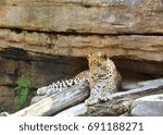 Leopard lying on the ground under the shade of the tree