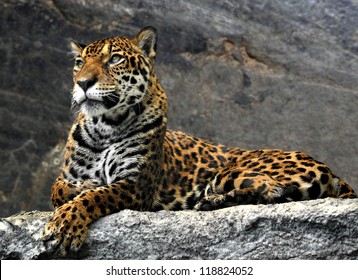 leopard lying on the rocks, Thailand