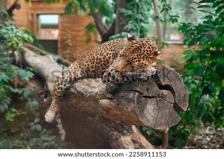 A leopard lying on a tree branch in the zoo and sleeping