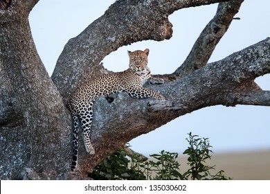 Leopard male in the tree late evening in the Serengeti