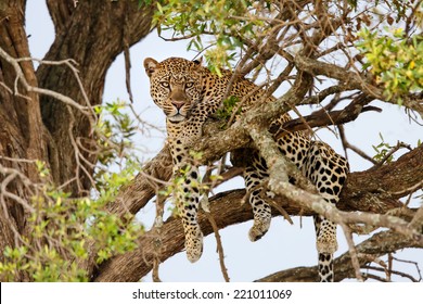 Leopard male in the tree in Masai Mara, Kenya