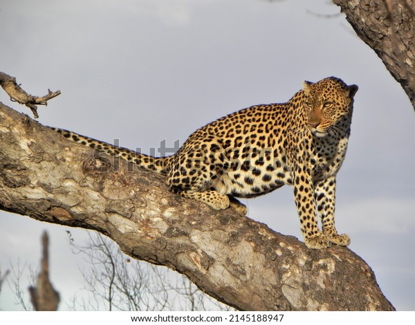 Leopard Marula Tree Kruger National Park Stock Photo 2145188947 ...