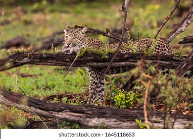 Leopard and monkey in the Okavango Delta, Botswana