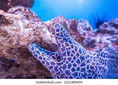 Leopard Moray In The Aquatic Environment Breathes Through The Mouth.