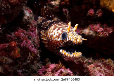 The leopard moray eel (Enchelycore pardalis), tiger moray eel, dragon moray in Hachijojima Island Japan