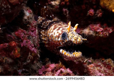 The leopard moray eel (Enchelycore pardalis), tiger moray eel, dragon moray in Hachijojima Island Japan